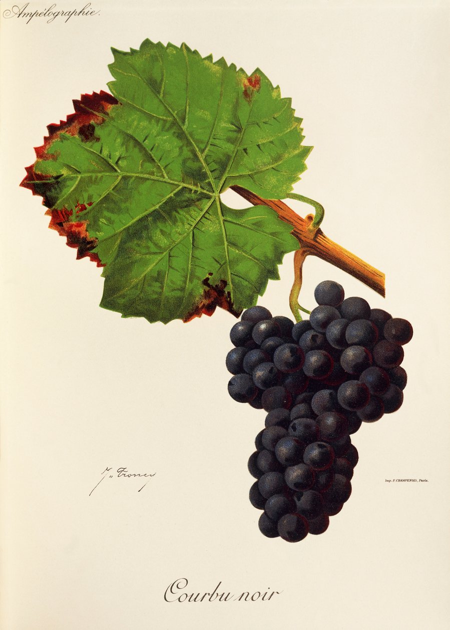 Courbu Black grape od J. Troncyho od Jules Troncy