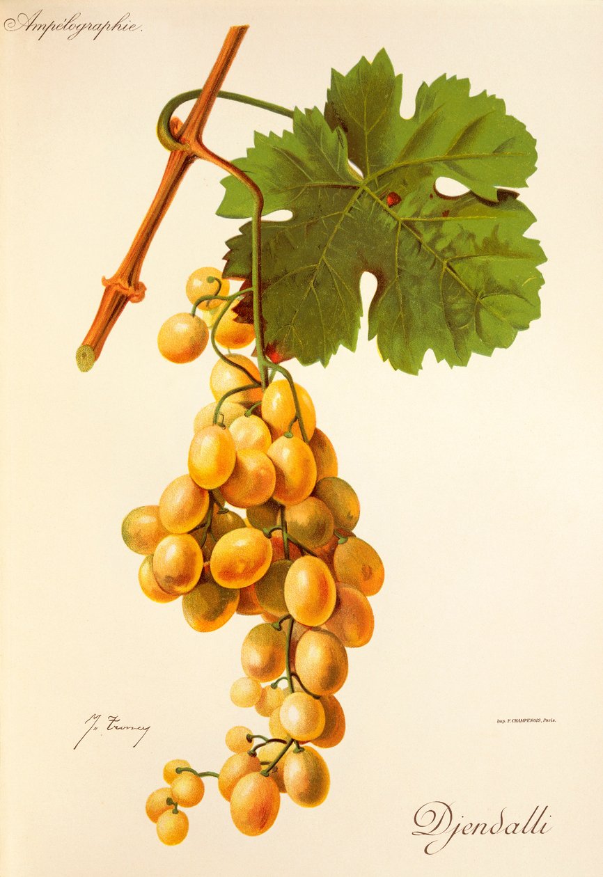 Hrozna Djendalli od J. Troncyho od Jules Troncy