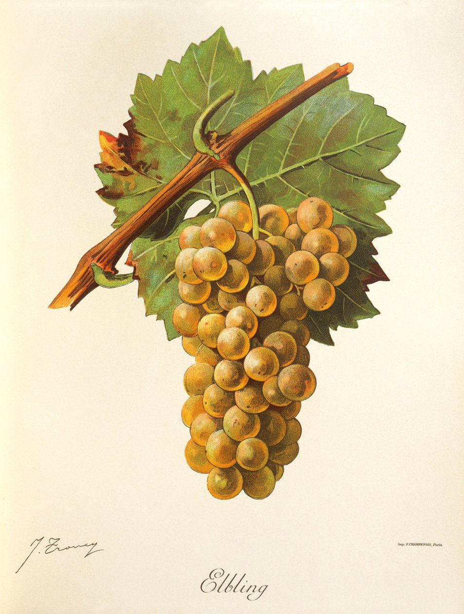 Elbling hrozen od J. Troncyho od Jules Troncy