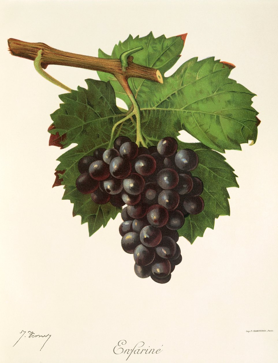 Enfarine