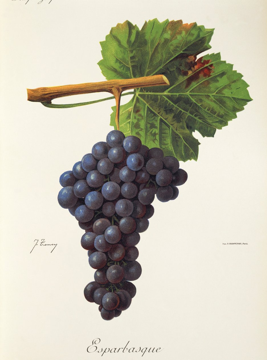 Esparbasque od J. Troncyho od Jules Troncy