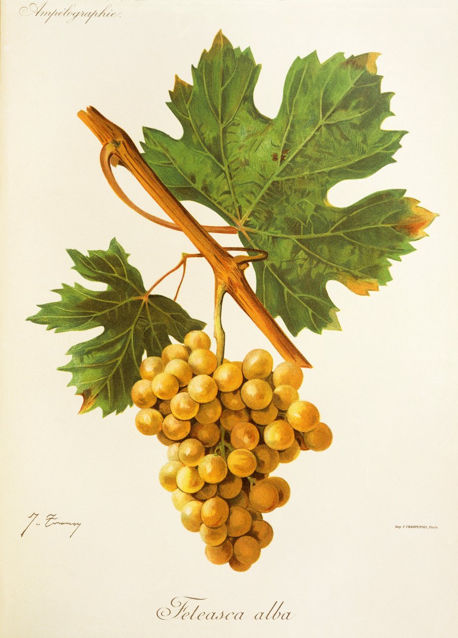 Hrozna Feteasca Alba od J. Troncyho od Jules Troncy