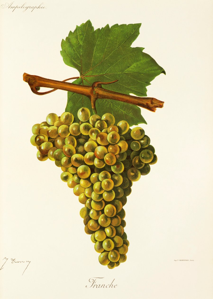 Franche grape od J. Troncyho od Jules Troncy