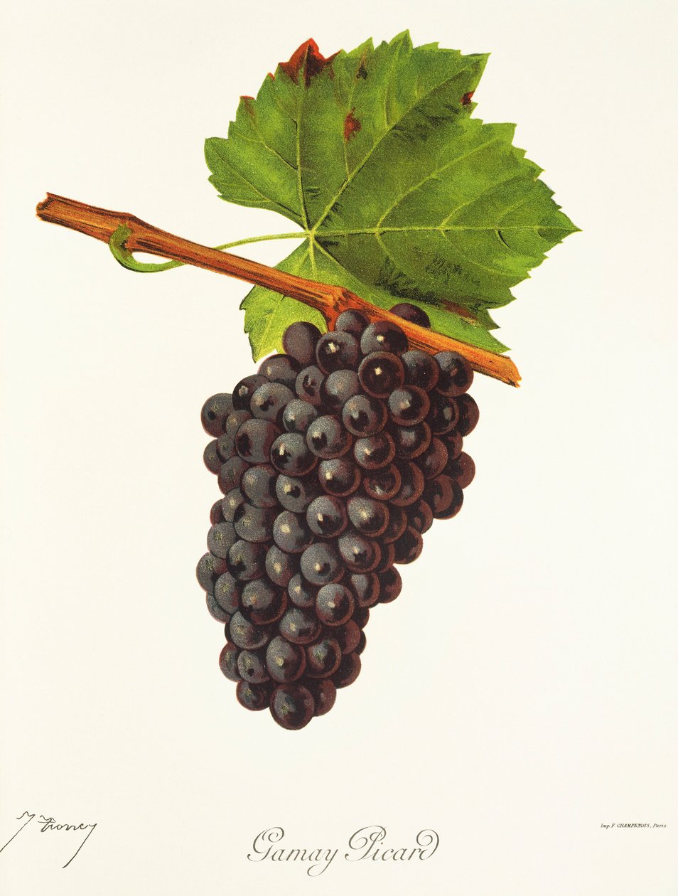 Hrozna Gamay Picard od J. Troncyho od Jules Troncy