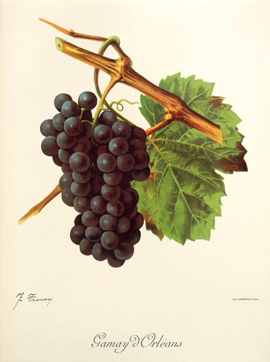 Hrozna Gamay d