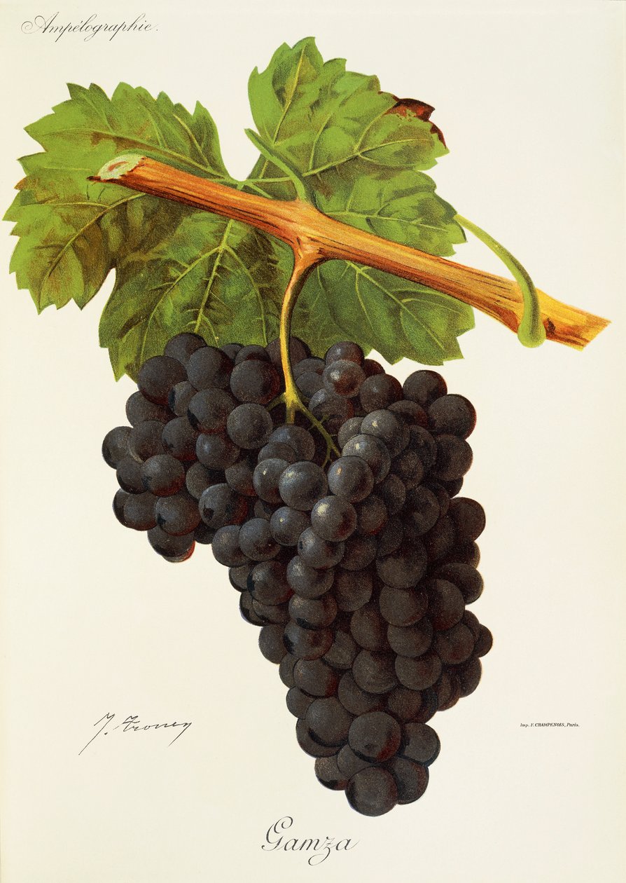 Hrozen Gamza od J. Troncyho od Jules Troncy