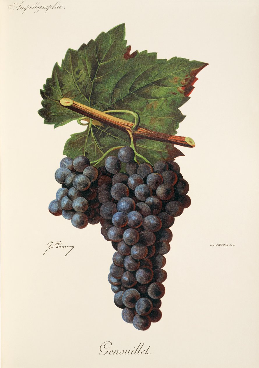 Genouillet hroznů od J. Troncy od Jules Troncy