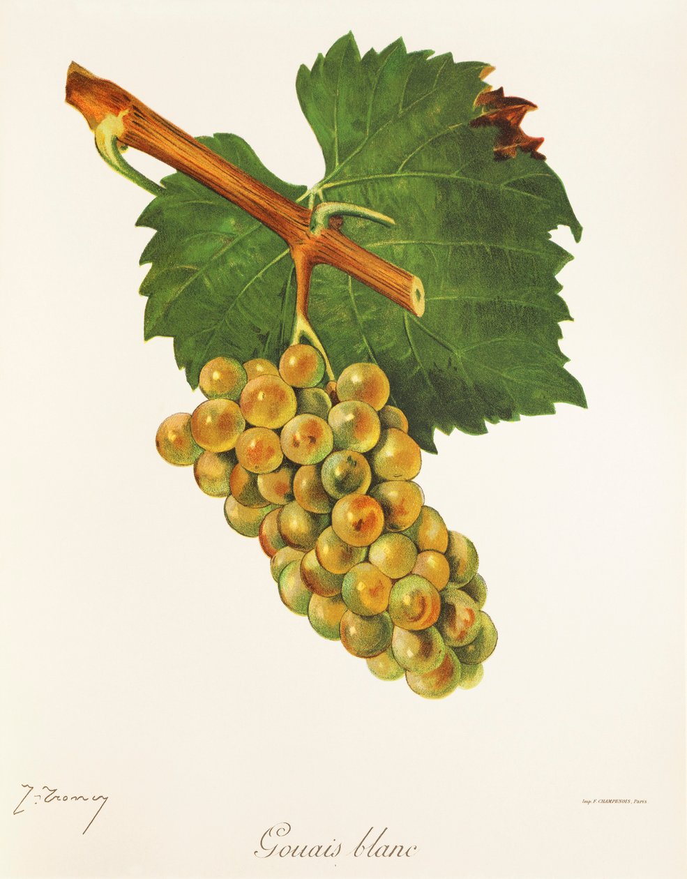 Hrozna Gouais Blanc od J. Troncyho od Jules Troncy