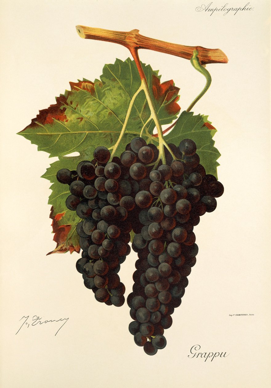 Grappu hroznů od J. Troncyho od Jules Troncy