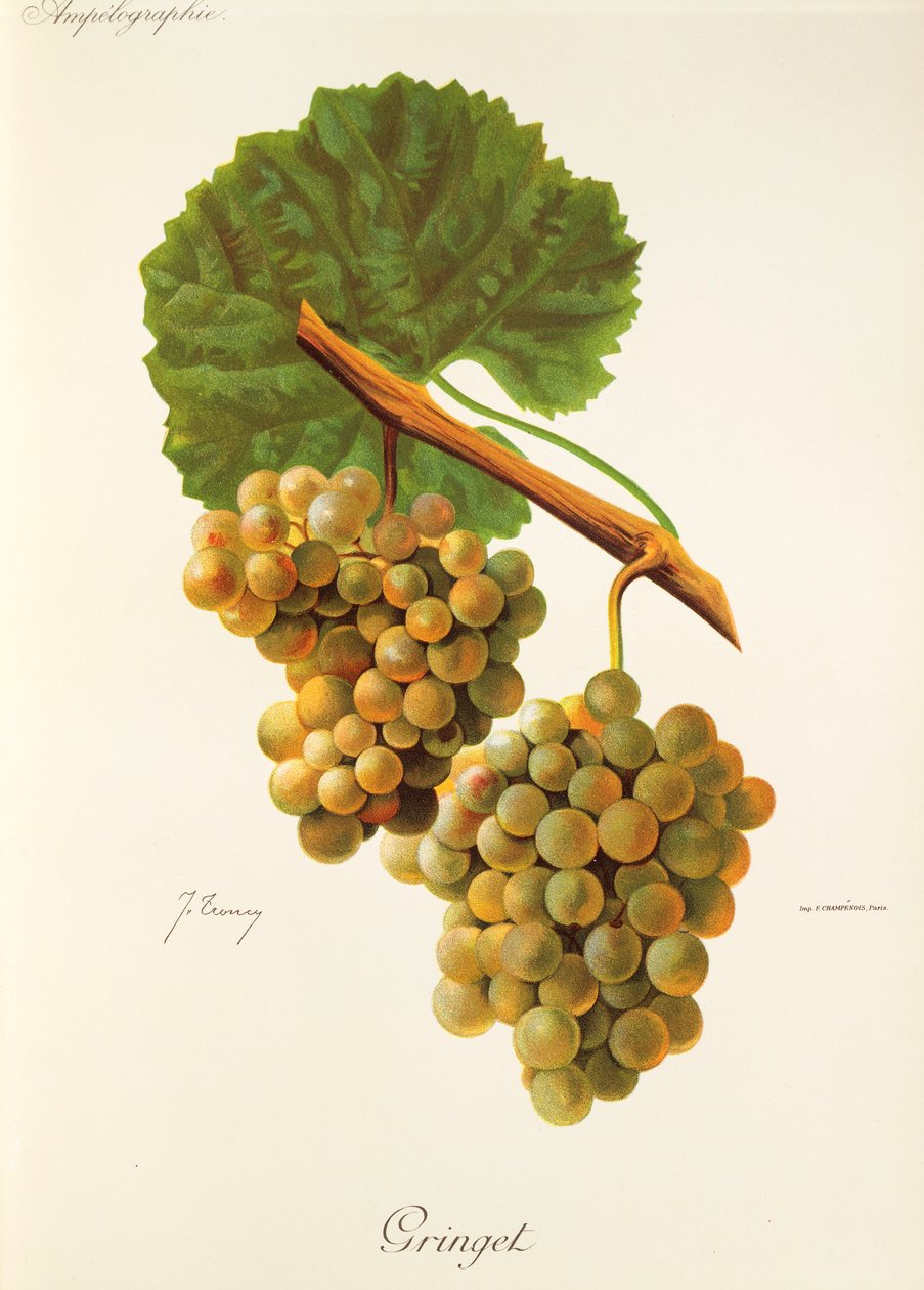 Hrozen Gringet od J. Troncyho od Jules Troncy