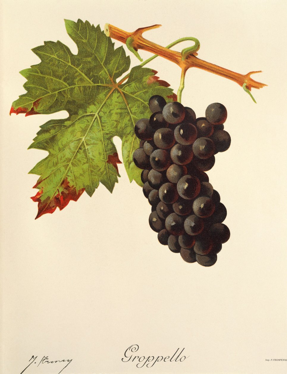 Hrozen Groppello od J. Troncyho od Jules Troncy