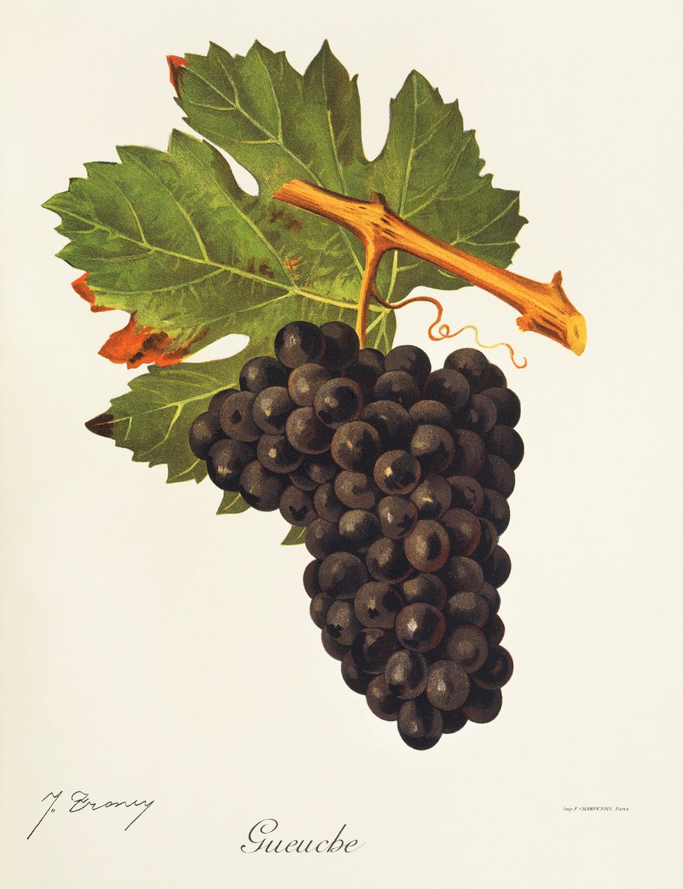 Hrozna Gueuche od J. Troncyho od Jules Troncy