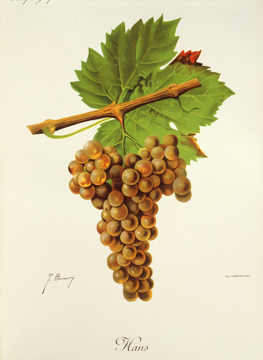 Hans grape od J. Troncyho od Jules Troncy