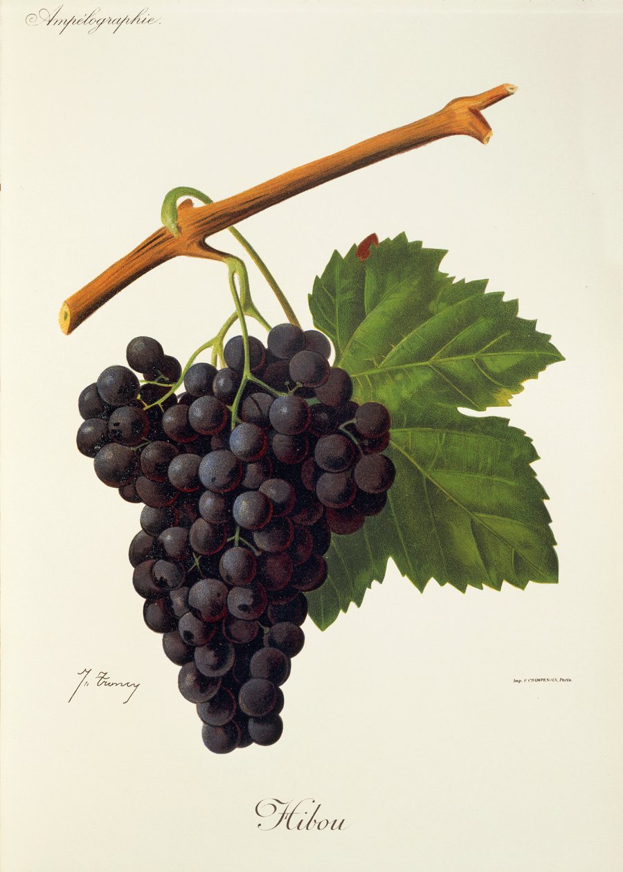 Hrozen sovy od J. Troncyho od Jules Troncy