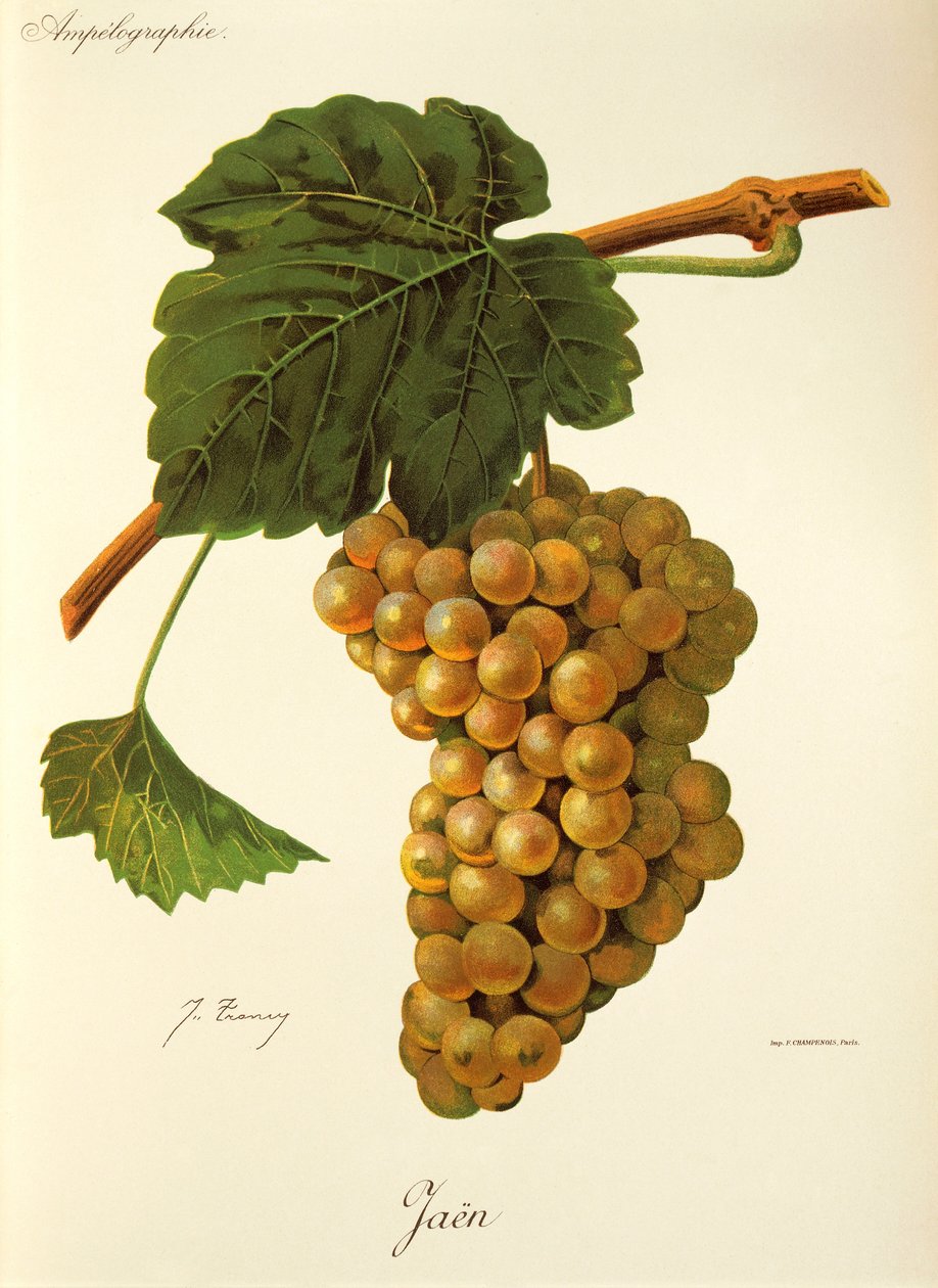 Jaen grape od J. Troncyho od Jules Troncy