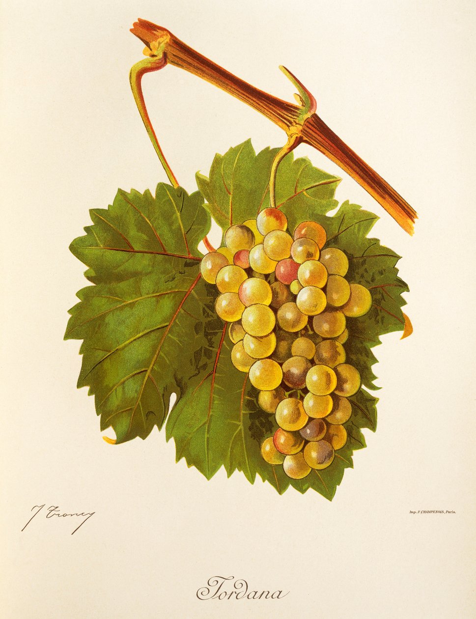 Hrozen Jordana od J. Troncyho od Jules Troncy