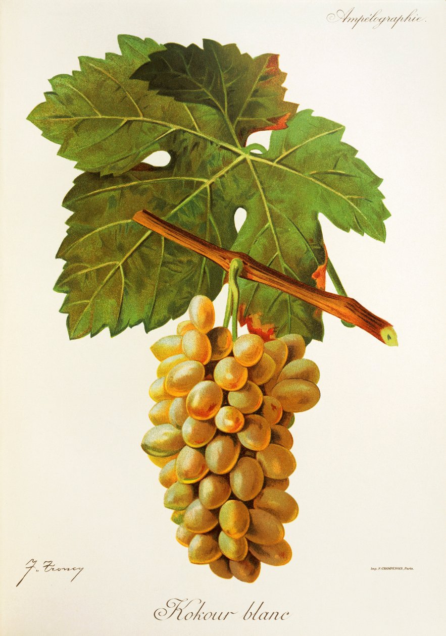 Hrozna Kokour Blanc od J. Troncyho od Jules Troncy