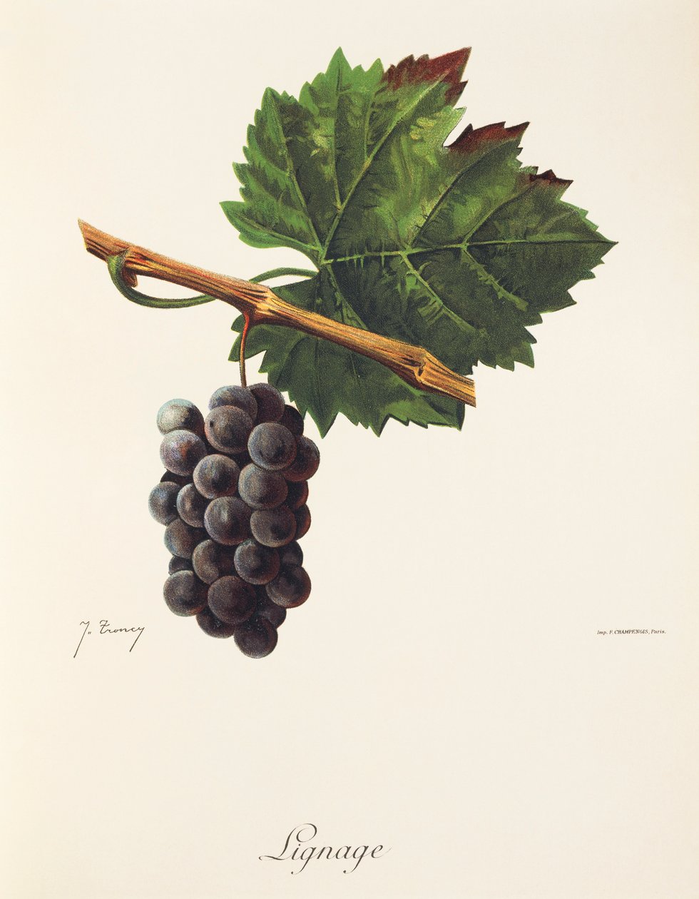 Linie hroznů od J. Troncyho od Jules Troncy