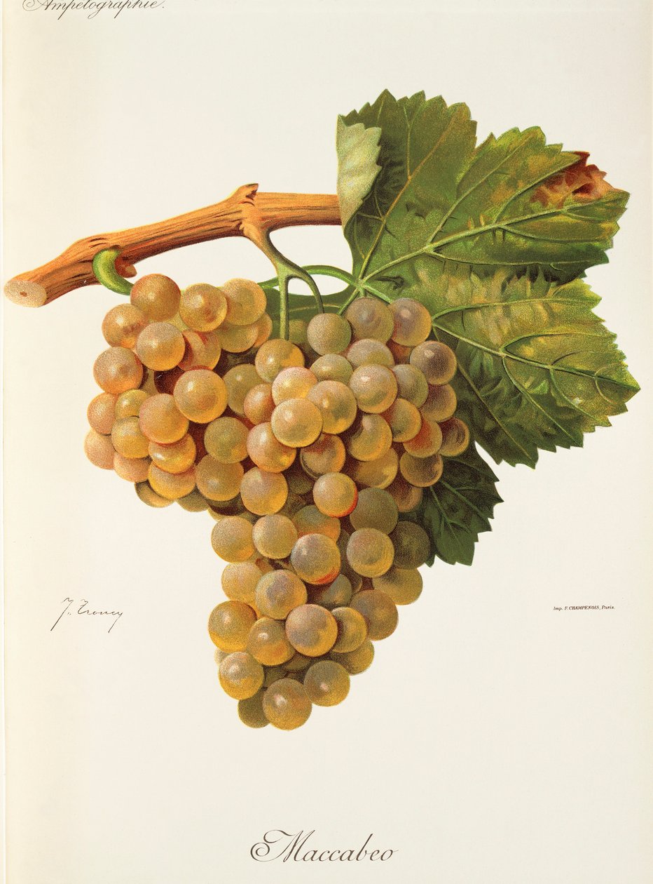 Hrozna Maccabeo od J. Troncyho od Jules Troncy