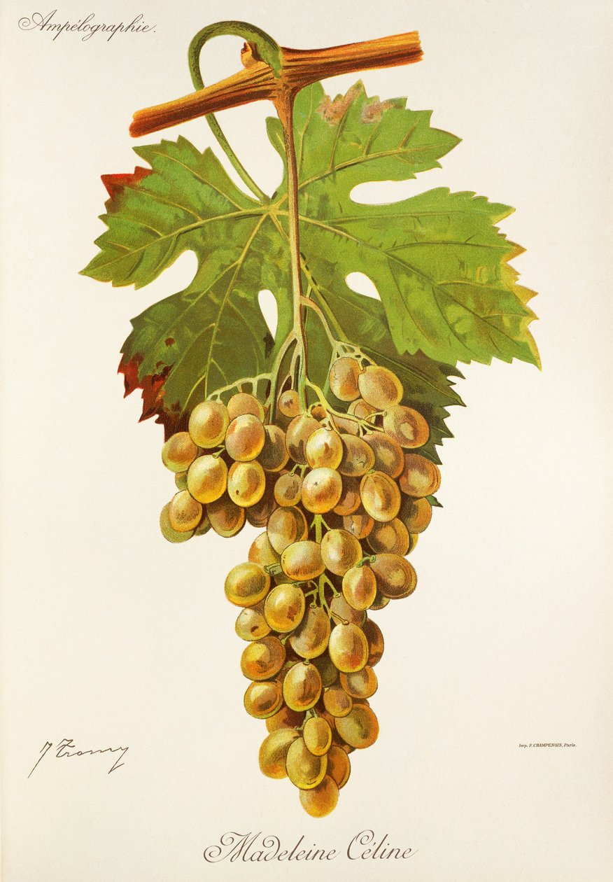 Madeleine Celine hroznů od J. Troncy od Jules Troncy