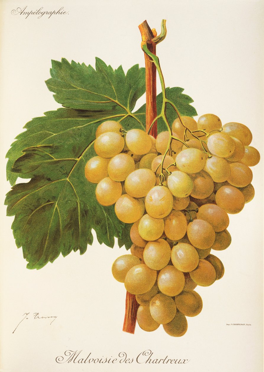Malvoisie des Chartreux hroznů od J. Troncy od Jules Troncy