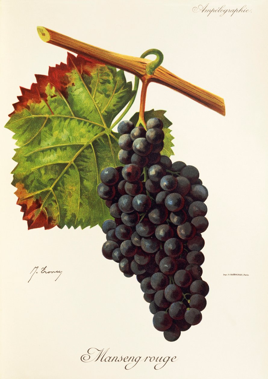 Hrozna Manseng Rouge od J. Troncyho od Jules Troncy