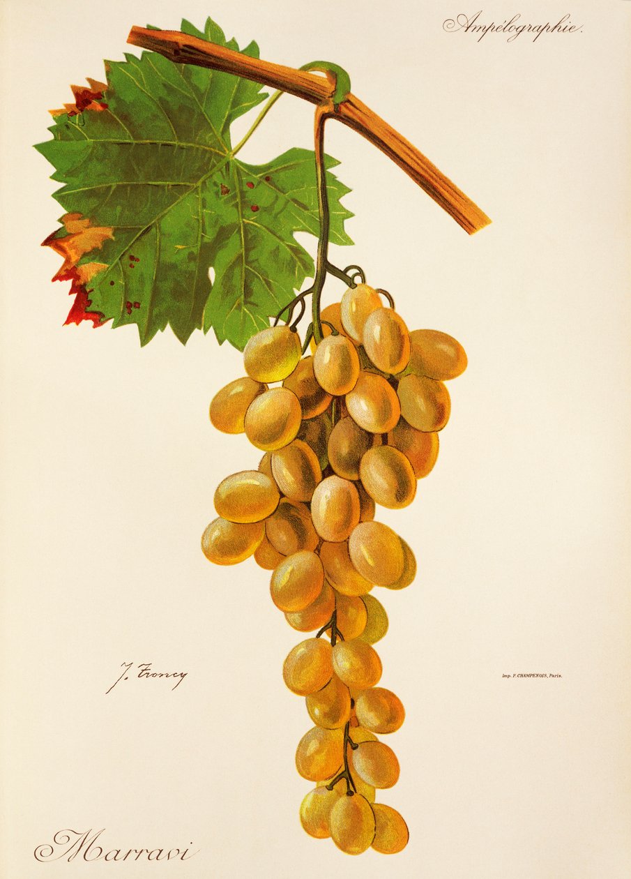 Hrozen Marravi od J. Troncyho od Jules Troncy