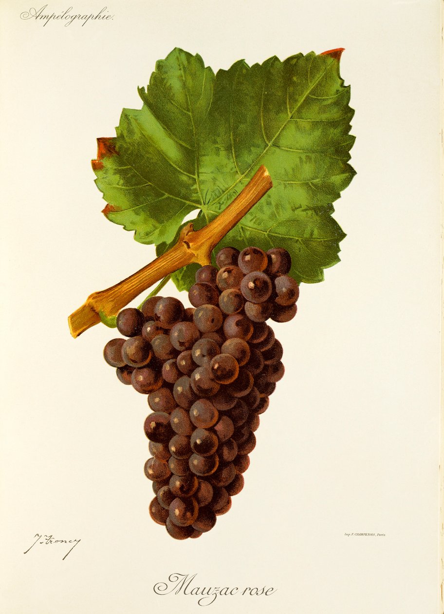 Hrozna Mauzac Rose od J. Troncyho od Jules Troncy
