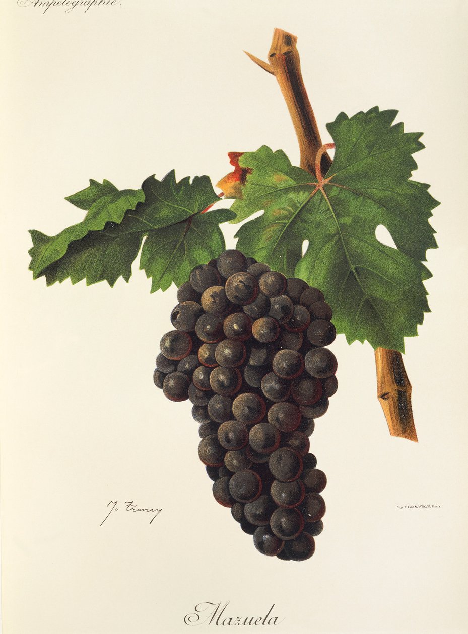 Hrozna Mazuela od J. Troncyho od Jules Troncy