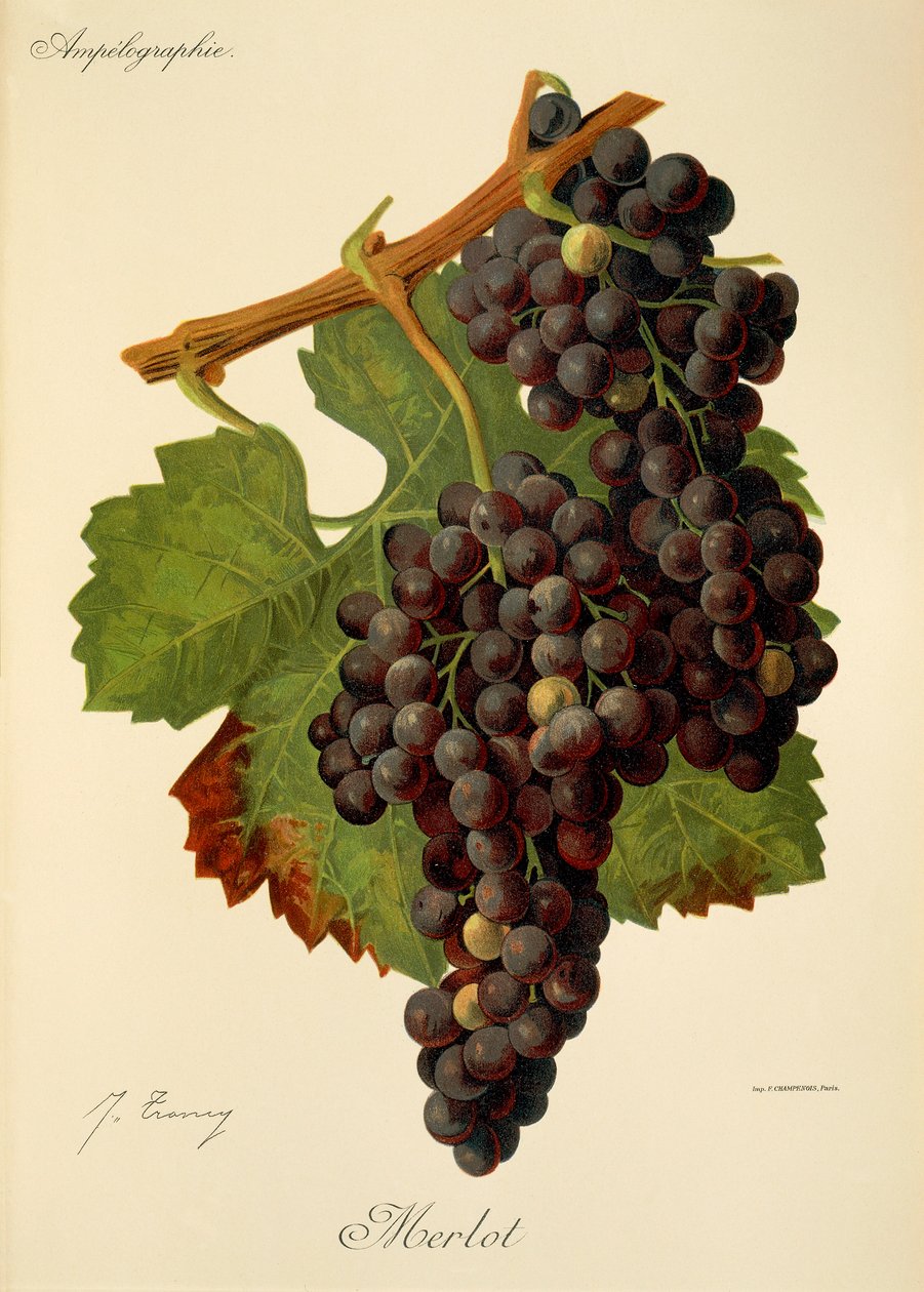 Hrozna Merlot od J. Troncyho od Jules Troncy
