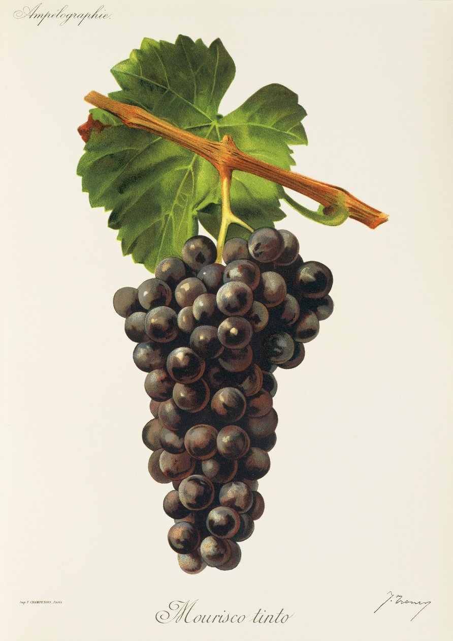 Hrozna Mourisco Tinto od J. Troncyho od Jules Troncy