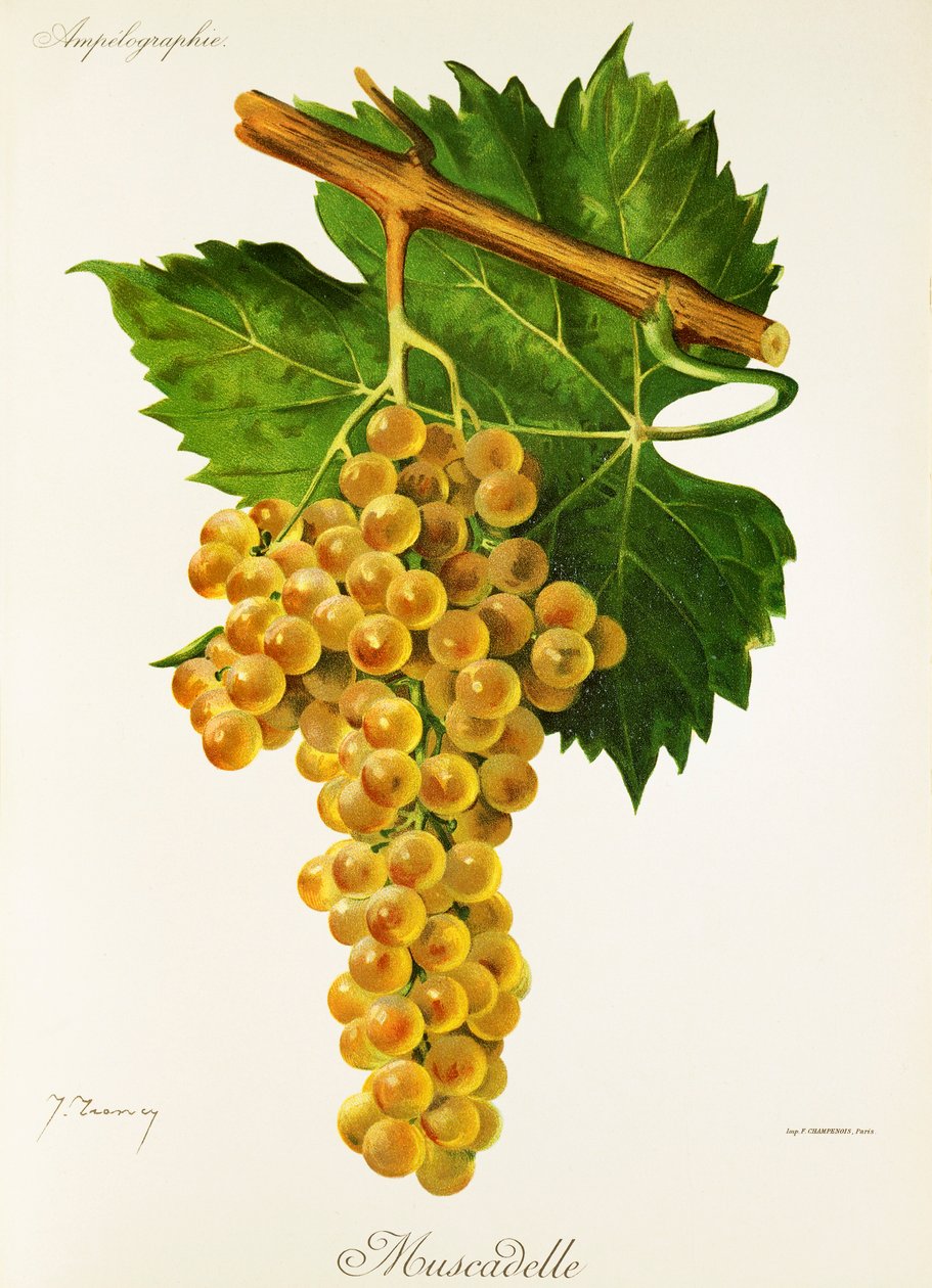 Hrozna Muscadelle od J. Troncyho od Jules Troncy