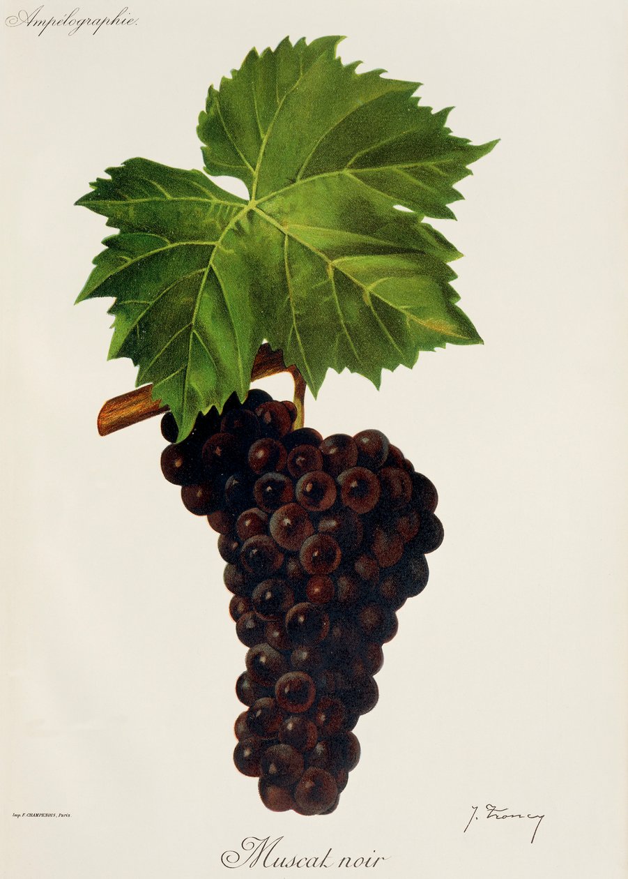 Hrozna Muscat Noir od J. Troncyho od Jules Troncy
