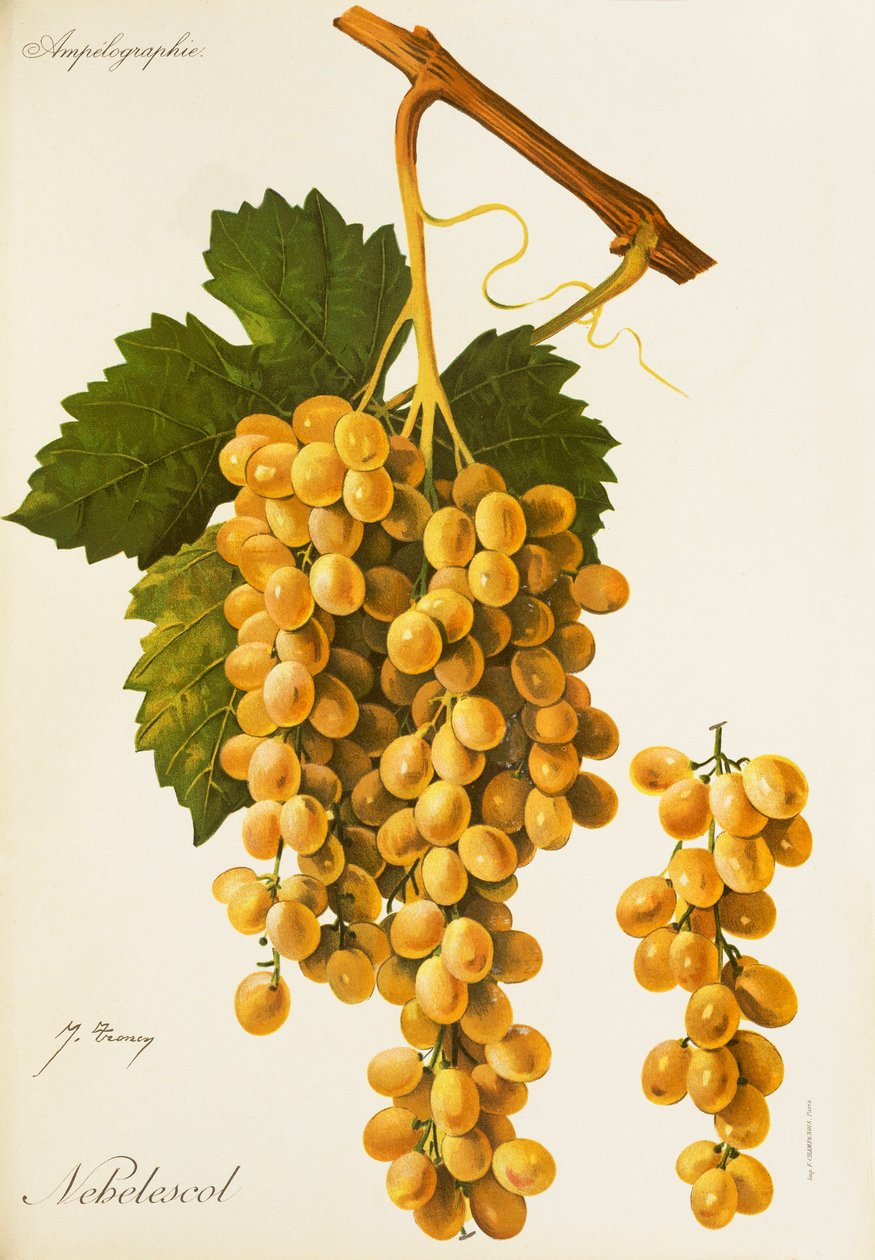 Hrozna Nebelescol od J. Troncyho od Jules Troncy