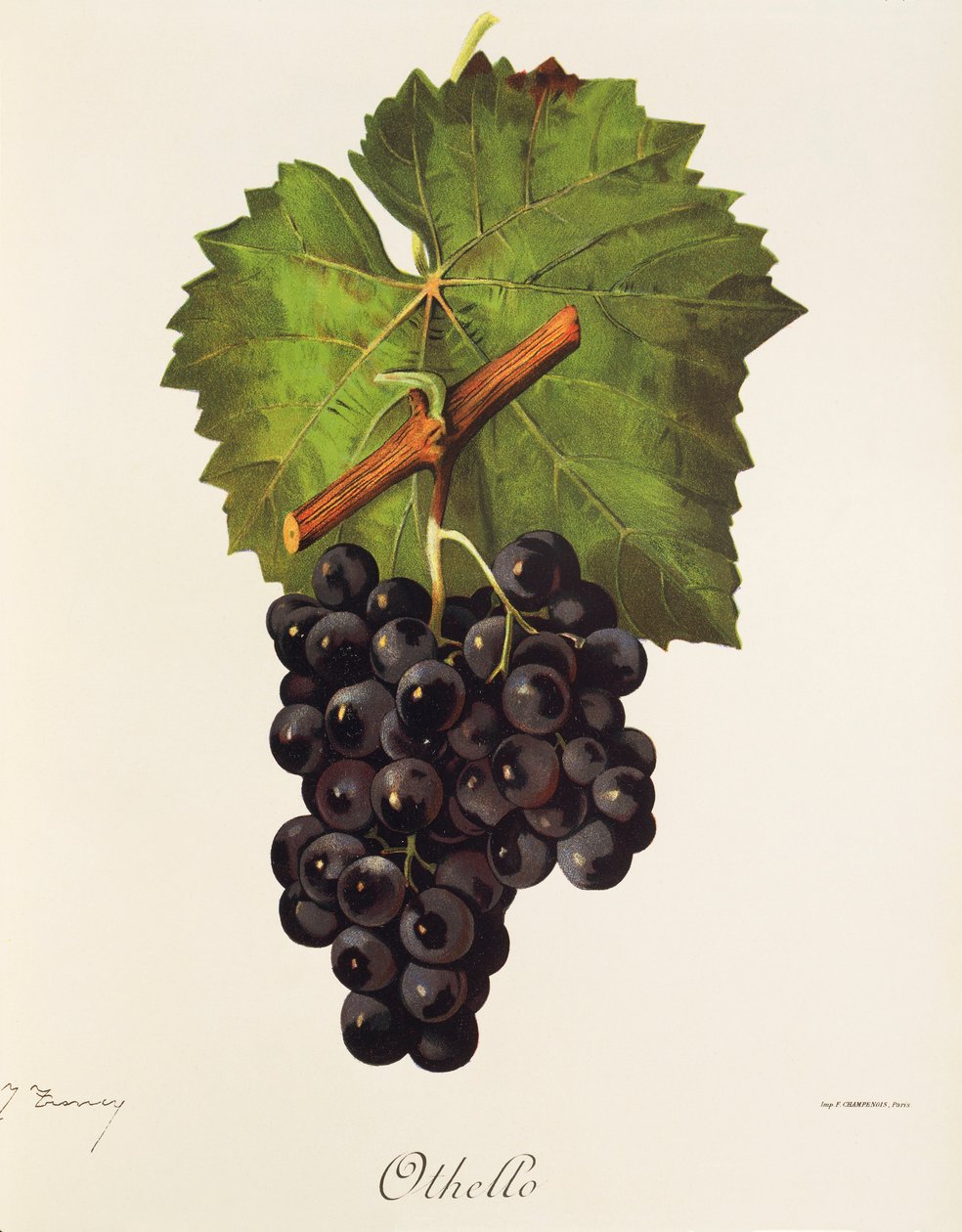 Hrozen Othello od J. Troncyho od Jules Troncy