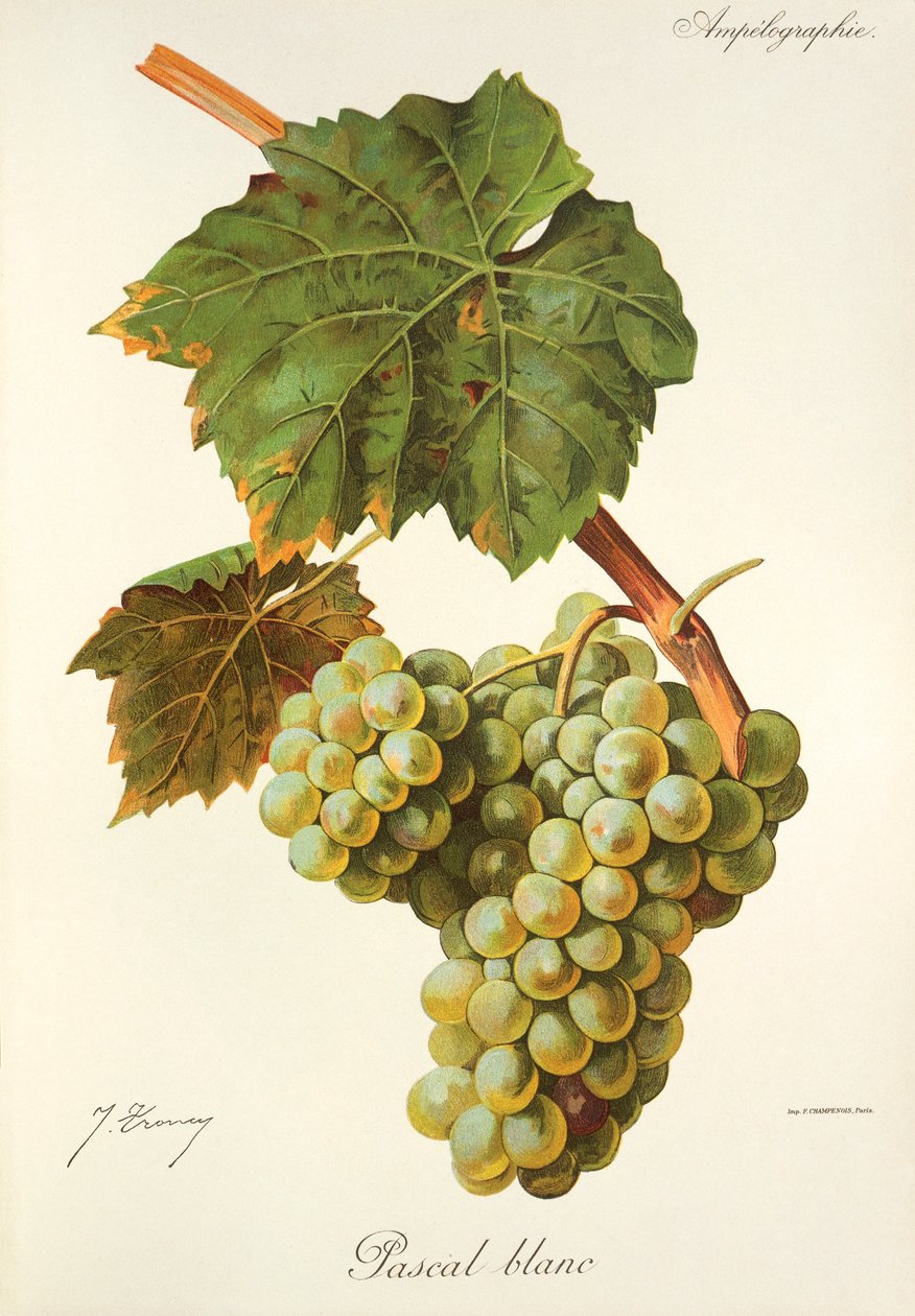 Hrozna Pascal Blanc od J. Troncyho od Jules Troncy