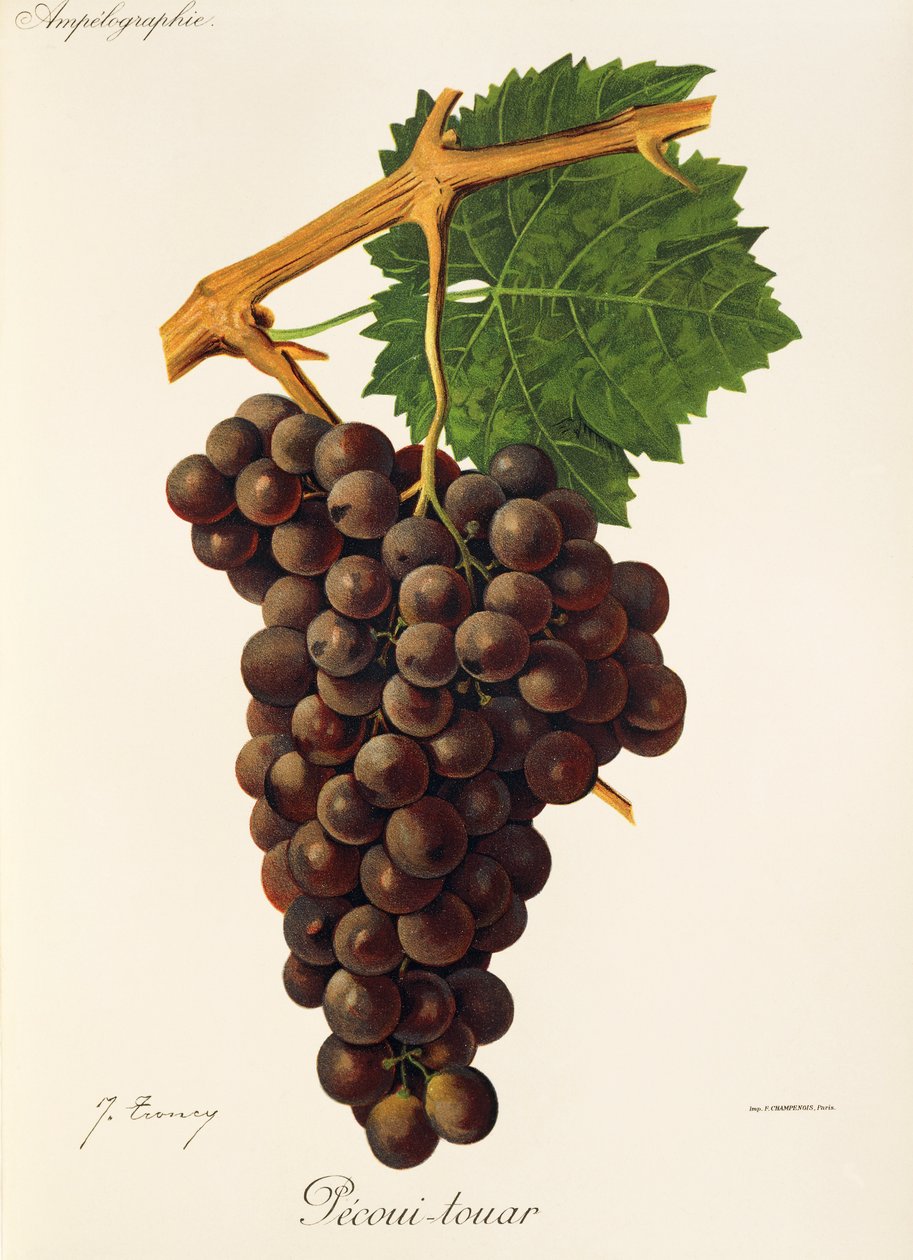 Hrozna Pecoui-touar od J. Troncyho od Jules Troncy