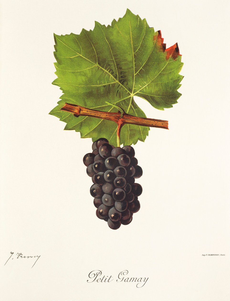Hrozna Petit Gamay od J. Troncyho od Jules Troncy