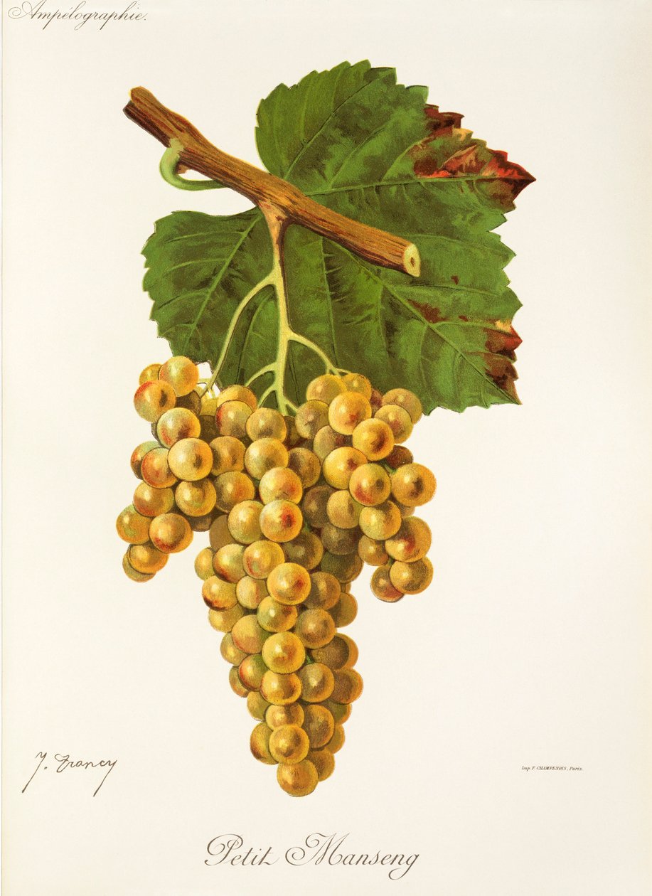 Hrozna Petit Manseng od J. Troncyho od Jules Troncy
