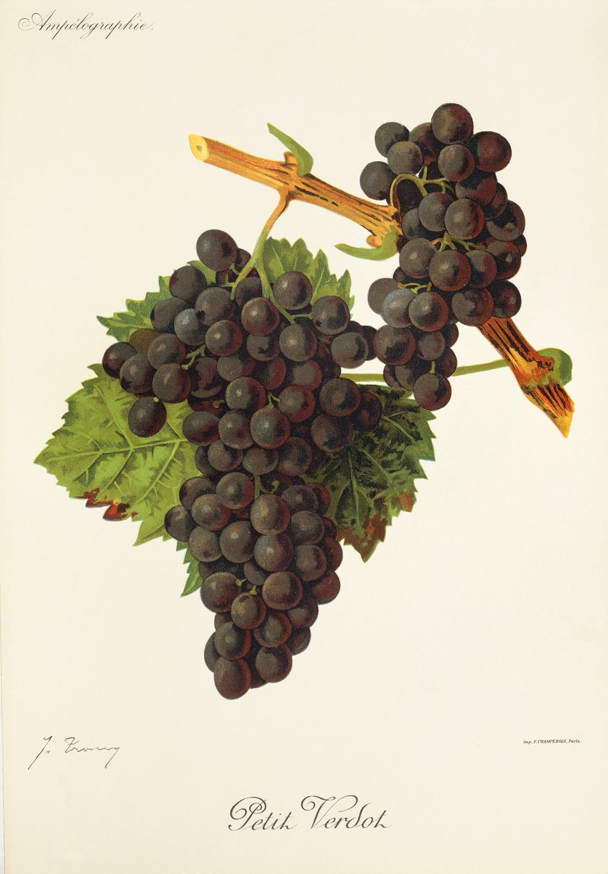 Hrozna Petit Verdot od J. Troncyho od Jules Troncy