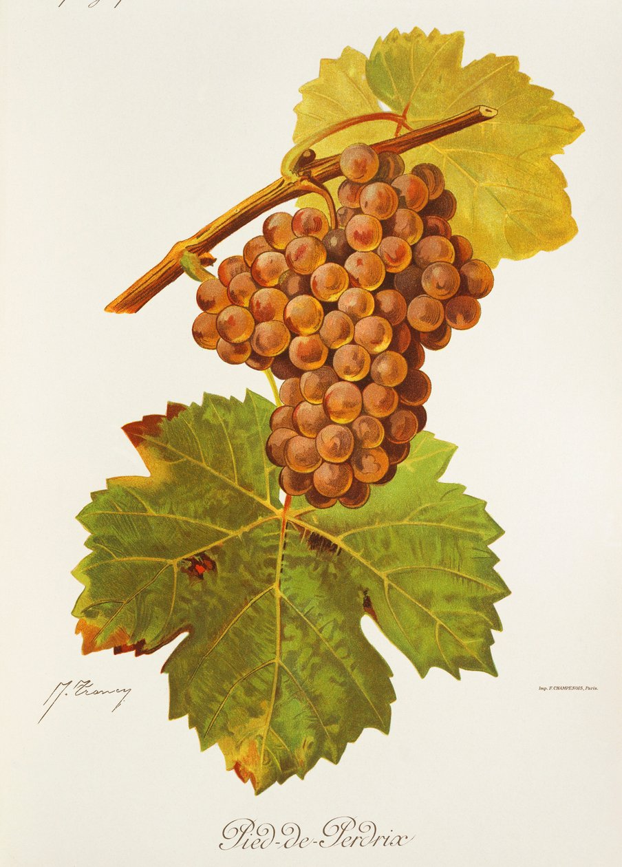 Hrozna Pied-de-Perdrix od J. Troncyho od Jules Troncy
