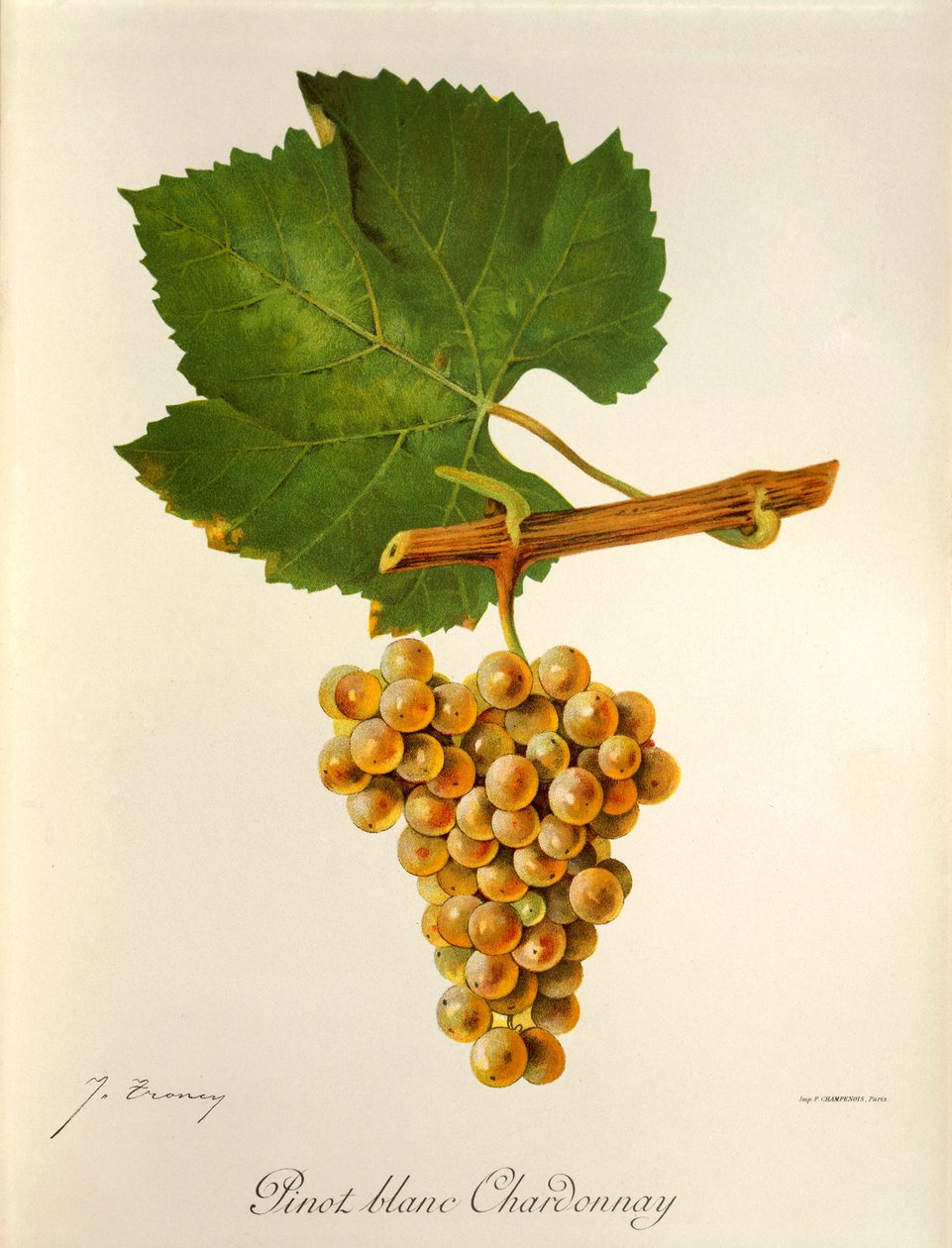 Odrůda Pinot Blanc Chardonnay od J. Troncyho od Jules Troncy