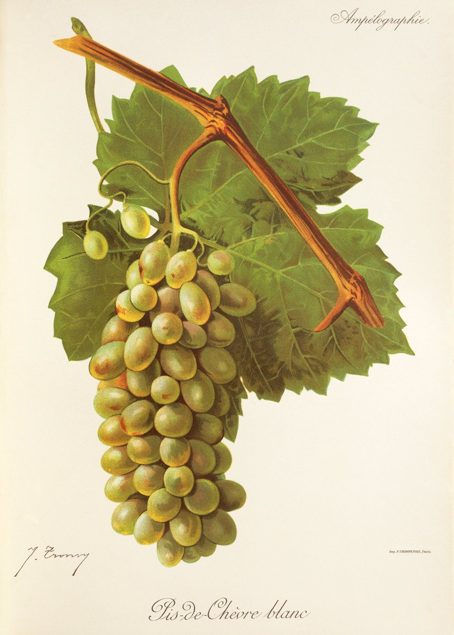 Hrozna Pis-de-Chevre Blanc od J. Troncyho od Jules Troncy