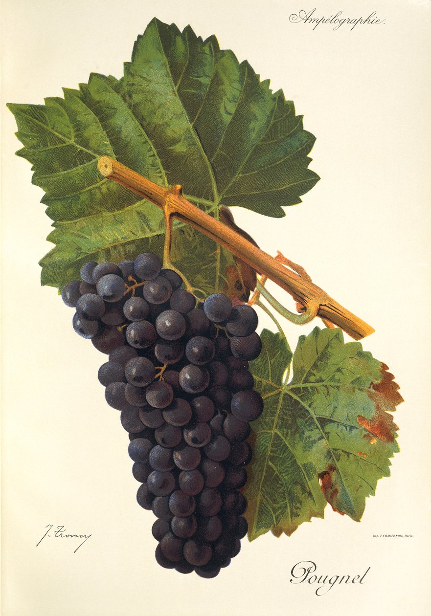 Hrozen Pougnel od J. Troncyho od Jules Troncy