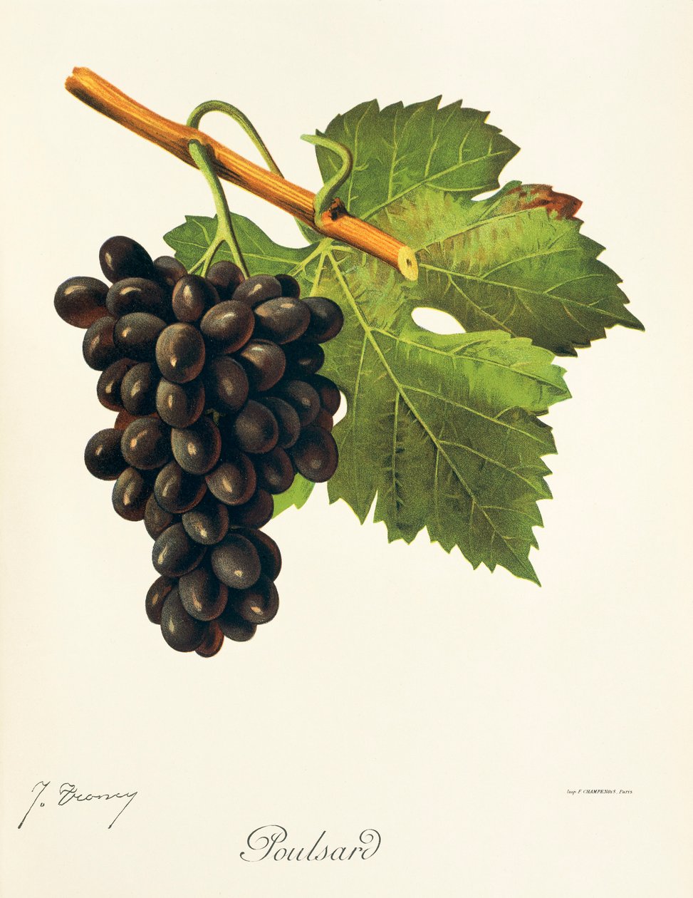 Hrozna Poulsard od J. Troncyho od Jules Troncy