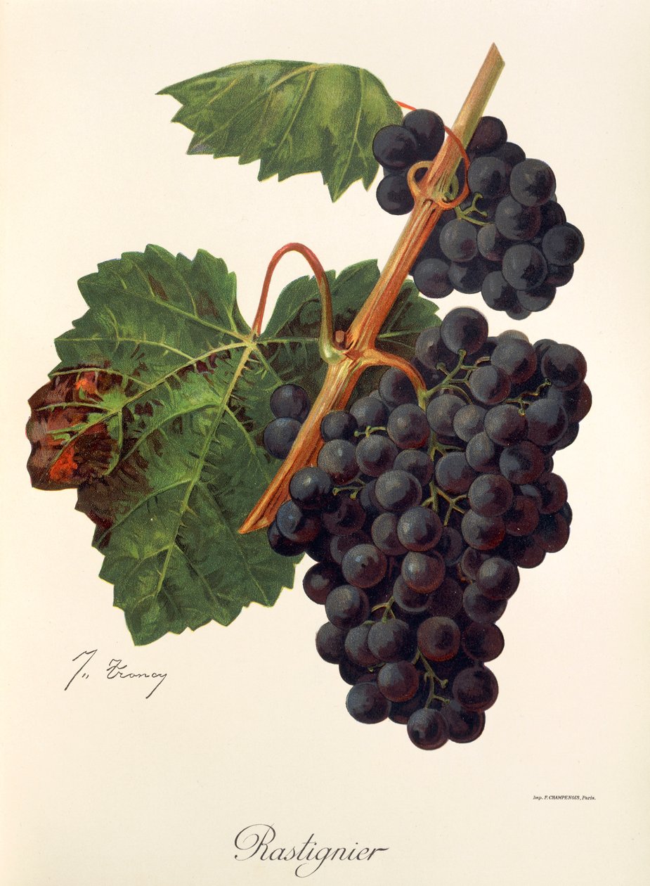 Hrozen Rastignier od J. Troncyho od Jules Troncy