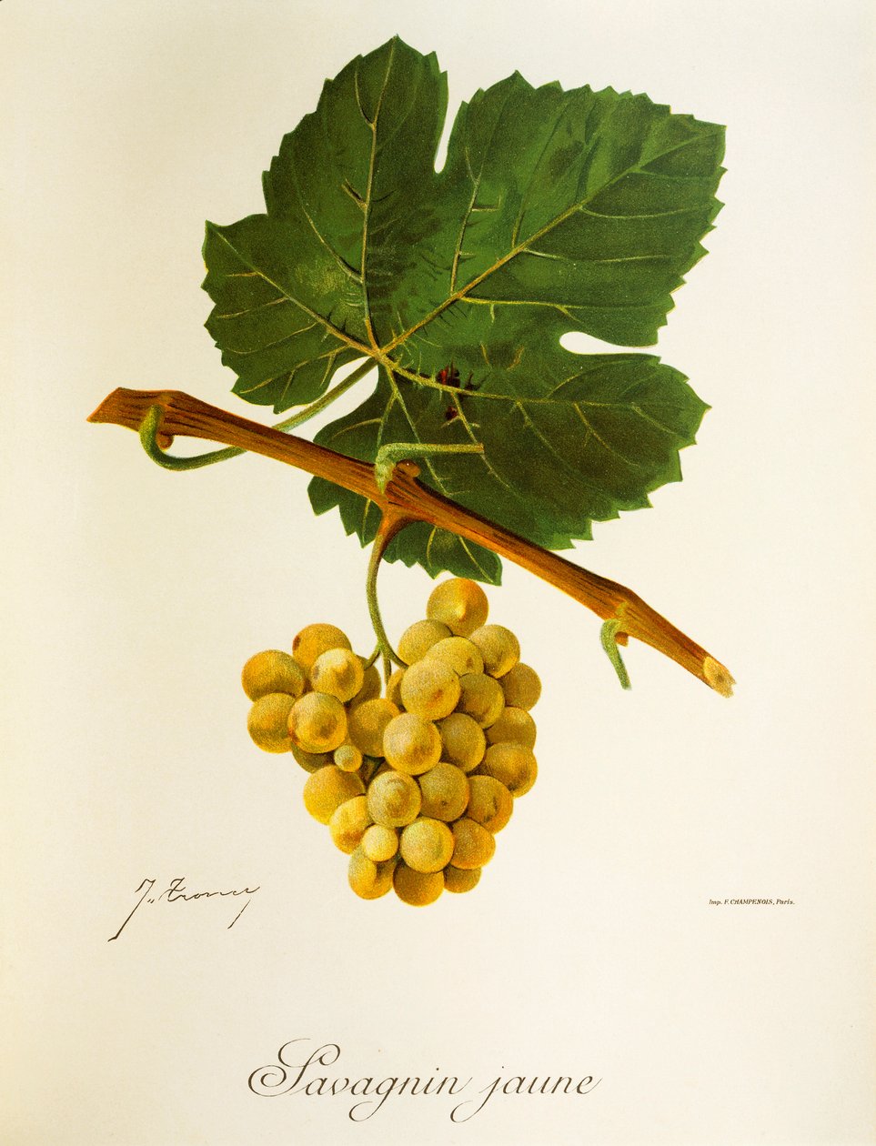 Hrozna Savagnin Jaune od J. Troncyho od Jules Troncy