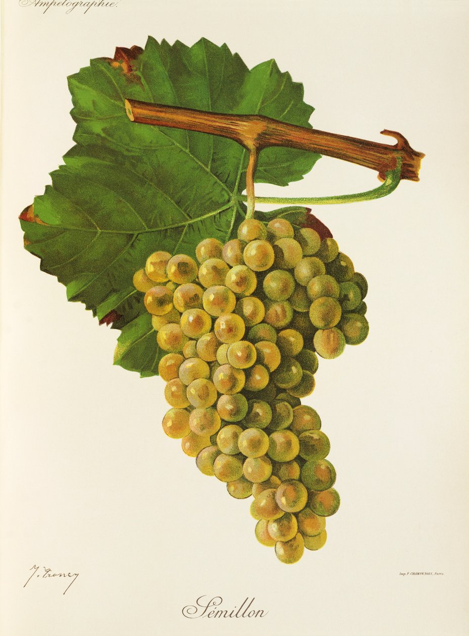 Hrozen Semillon od J. Troncyho od Jules Troncy
