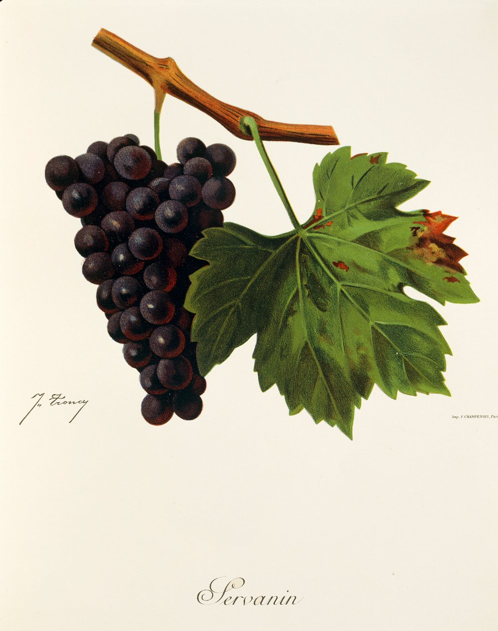 Servanin hroznů od J. Troncy od Jules Troncy