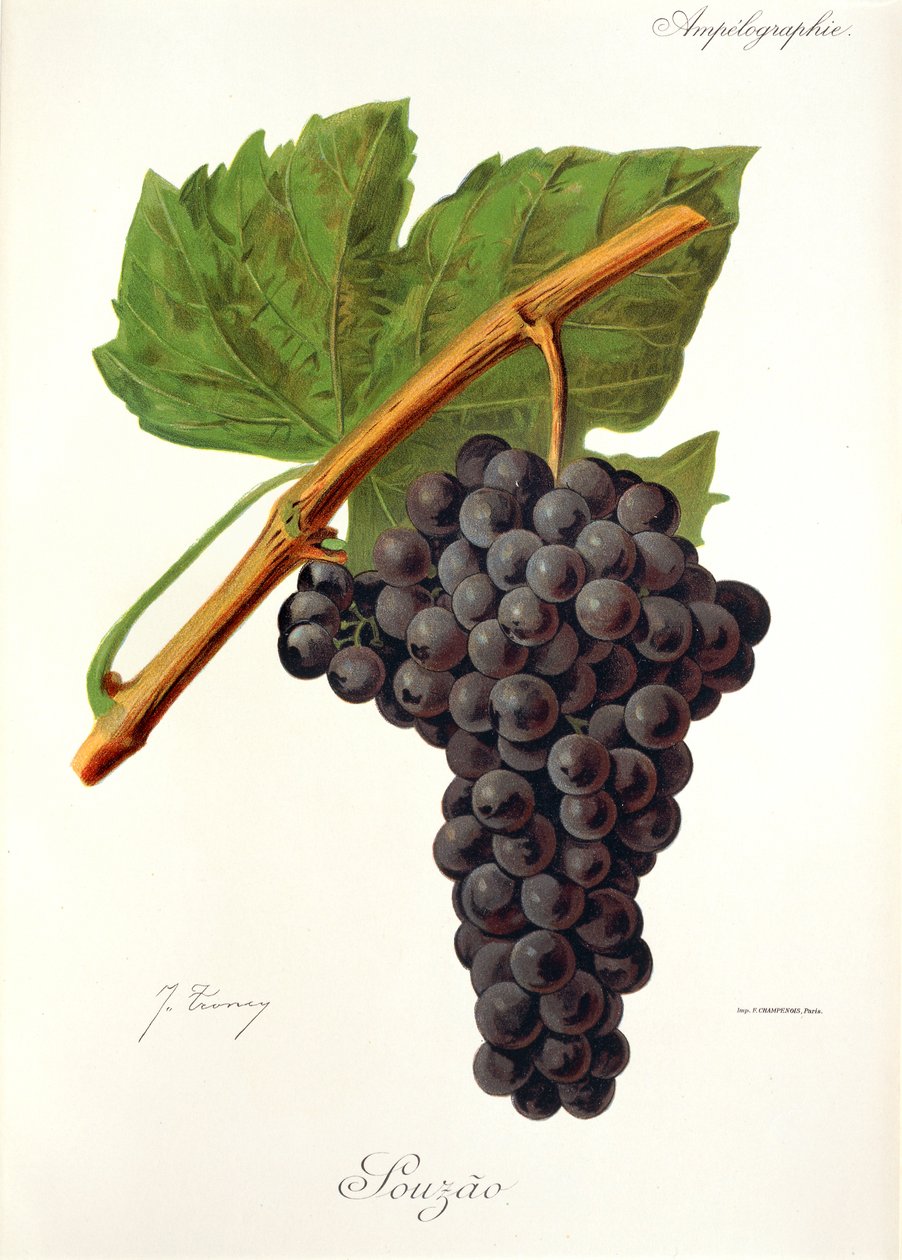Hrozna Souzao od J. Troncyho od Jules Troncy